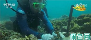 科技助力海底“植树造林” 推进珊瑚礁生态系统保护