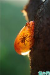 琥珀里的昆虫万年不腐，人类为何不用琥珀来给尸体做防腐？