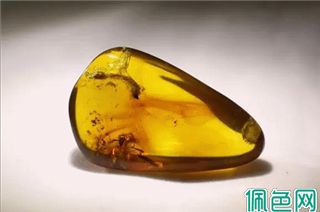 回顾：两只小虫交配时变成琥珀，4100万年后还被“围观”？